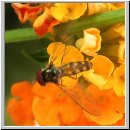 Meliscaeva auricollis - Schwebfliege m02.jpg